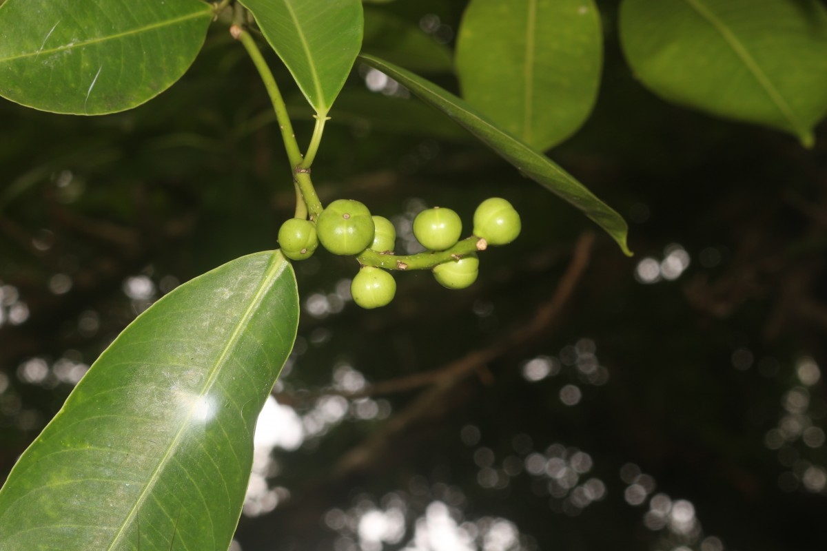 Sapium stylare Müll.Arg.